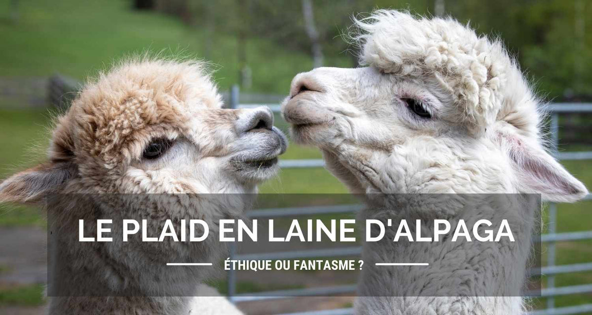 Le plaid en laine d'alpaga, éthique ou fantasme ?