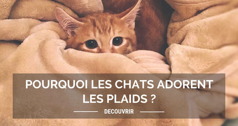 Un chat emmitouflé dans un plaid illustrant un article expliquant pourquoi les chats adorent les plaids