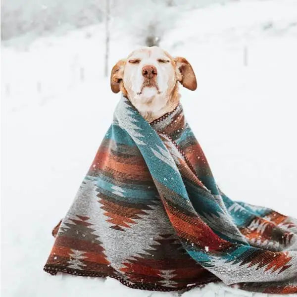 Ein Hund im Schnee mit einer warmen Decke und geschlossenen Augen